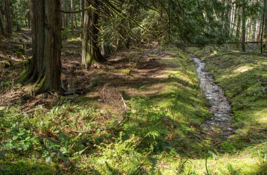 A stream running through a forest.