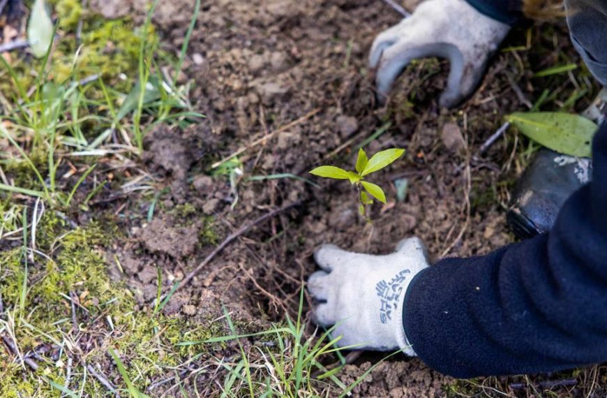 A person is planting a tree in the ground.