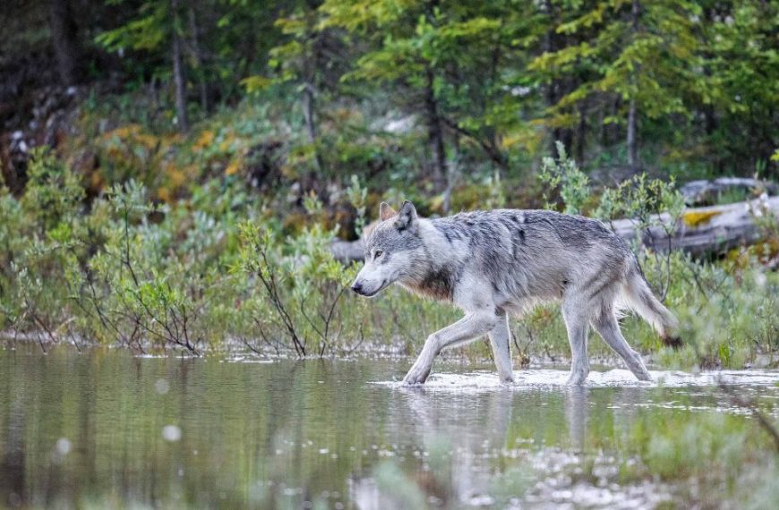 A gray wolf walking through a body of water.