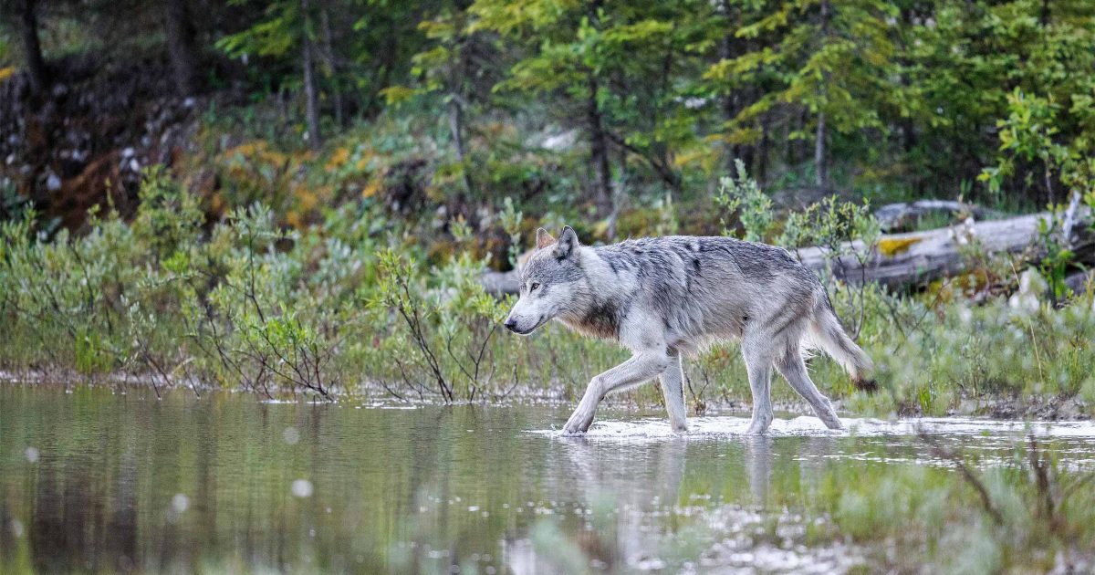 A gray wolf walking through a body of water.