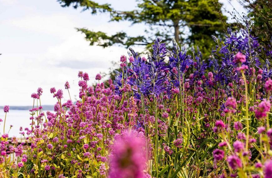 A field of purple flowers near a body of water.