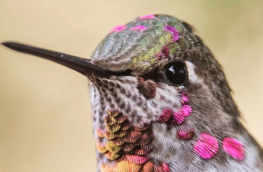 A close up of a hummingbird with colorful feathers.