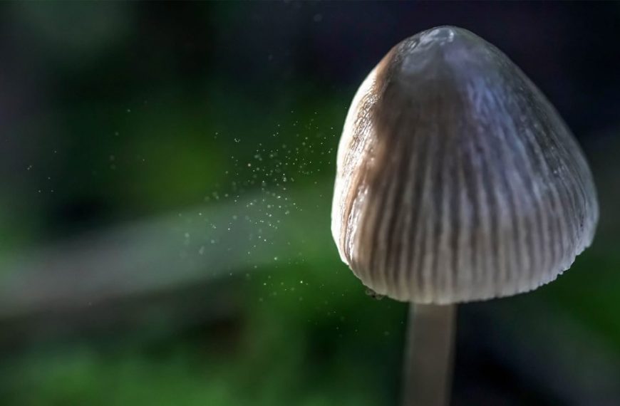 A close up of a mushroom in the forest.