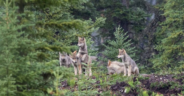 An ethical approach to wolf photography