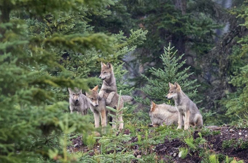 A group of wolves standing on a hillside.