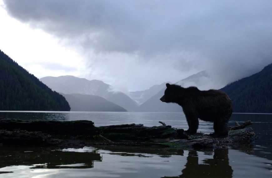 A bear standing on a log in a lake.
