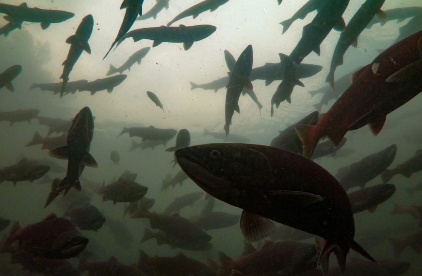 A school of salmon swimming in the water.