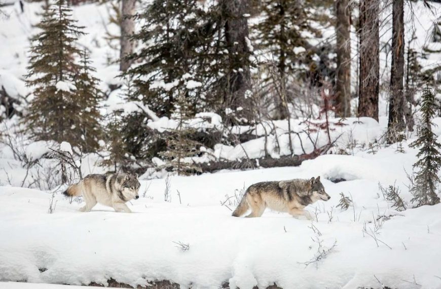 Two wolves walking through the snow covered woods.