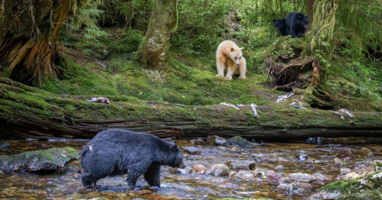 Kitasoo Xai’xais and Gitga’at First Nations Celebrate ban on black bear hunting to protect Spirit bears