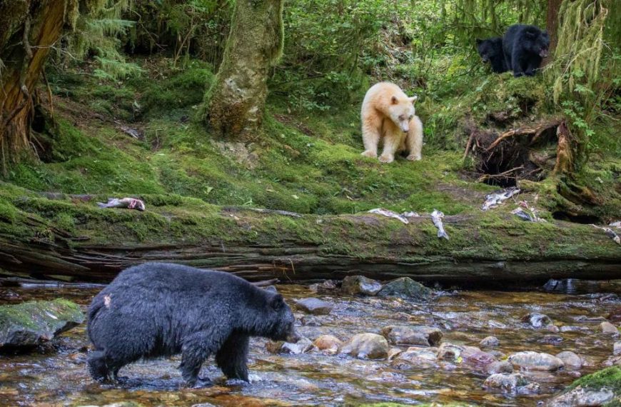 Three black bears in a forest near a stream.