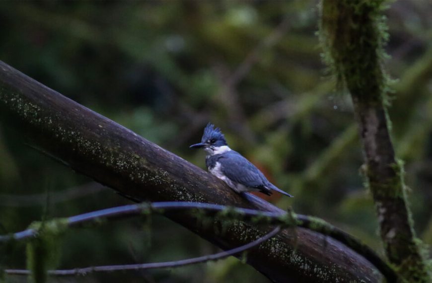 A kingfisher perched on a branch in the forest.