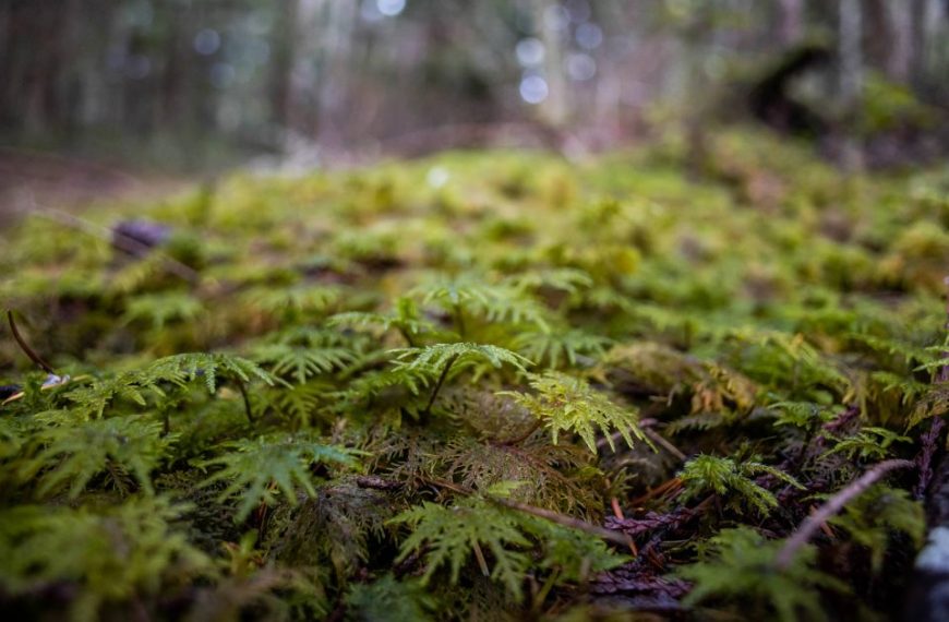 Moss growing on the ground in a forest.
