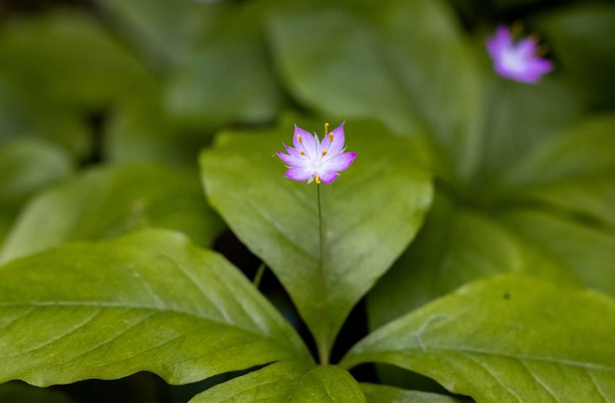 A purple flower with green leaves in the background.