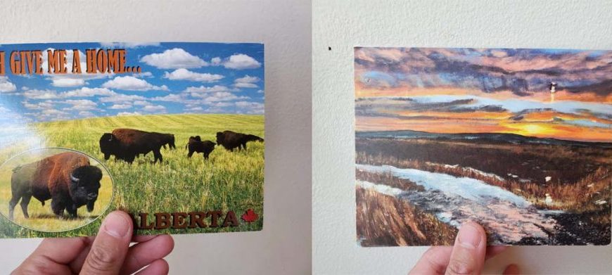 Two postcards with a picture of a bison.
