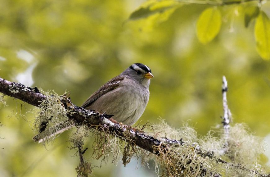 A small bird is sitting on a branch with moss on it.