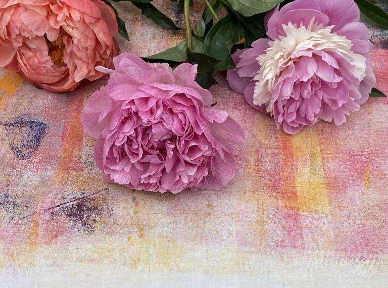 Three pink and white peonies on a tablecloth.