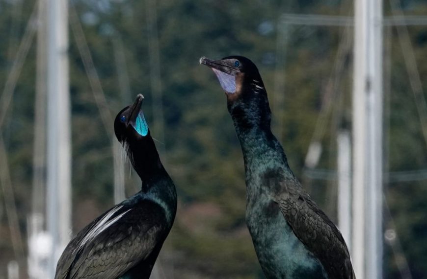 Two black birds standing on top of a boat.