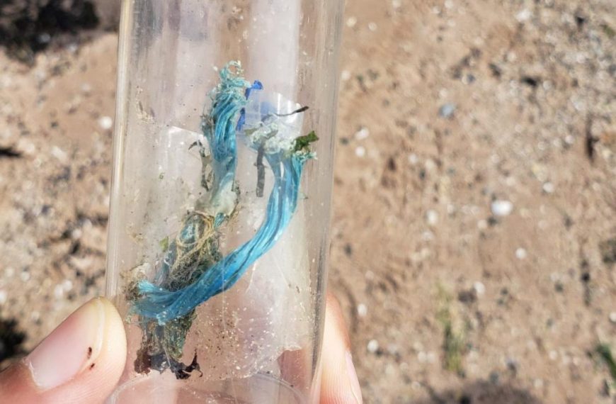 A person holding a plastic tube with a blue flower in it.
