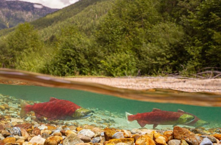 A red salmon swims in the water near rocks.