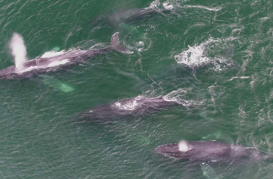 A group of humpback whales swimming in the ocean.