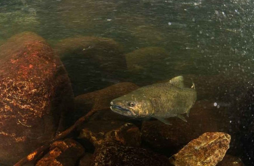 A fish swimming in a river with rocks.