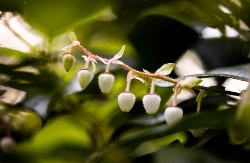 White flowers on a plant with green leaves.