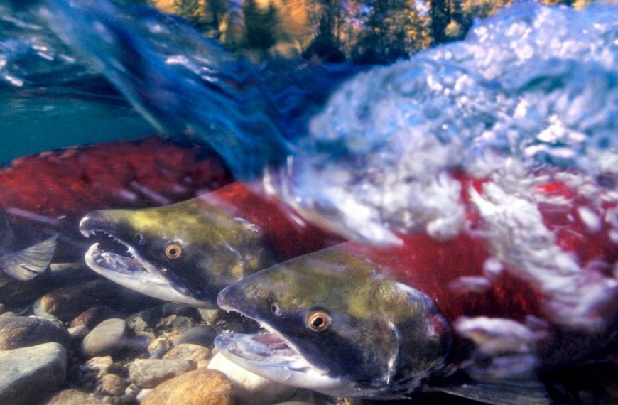 A group of salmon swimming in the water.