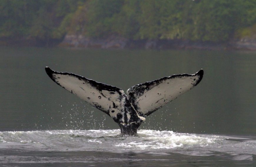 The tail of a humpback whale in the water.