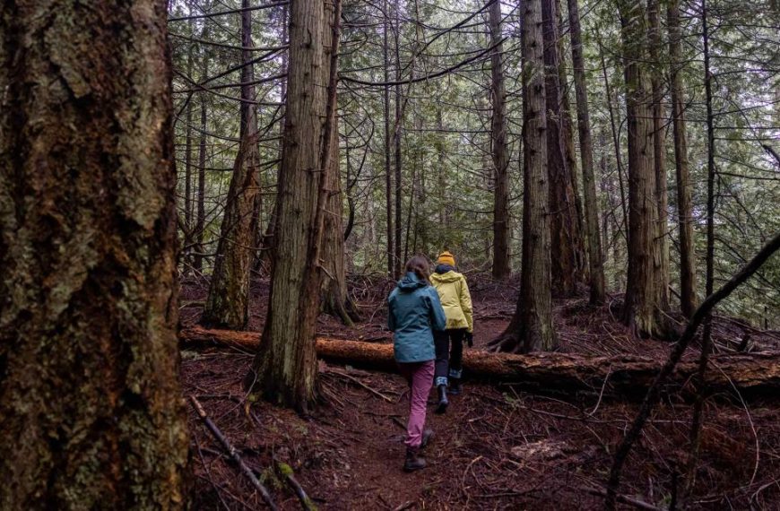 Two people standing on a trail in a wooded area.