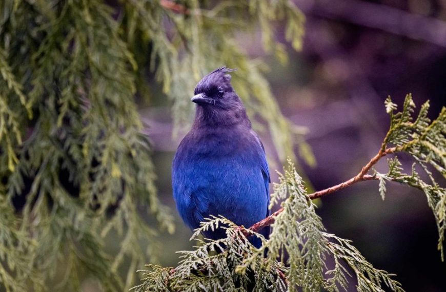 A blue bird perched on a tree branch.