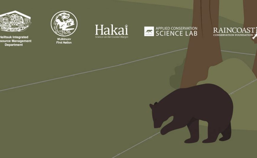An image of a bear in the woods.