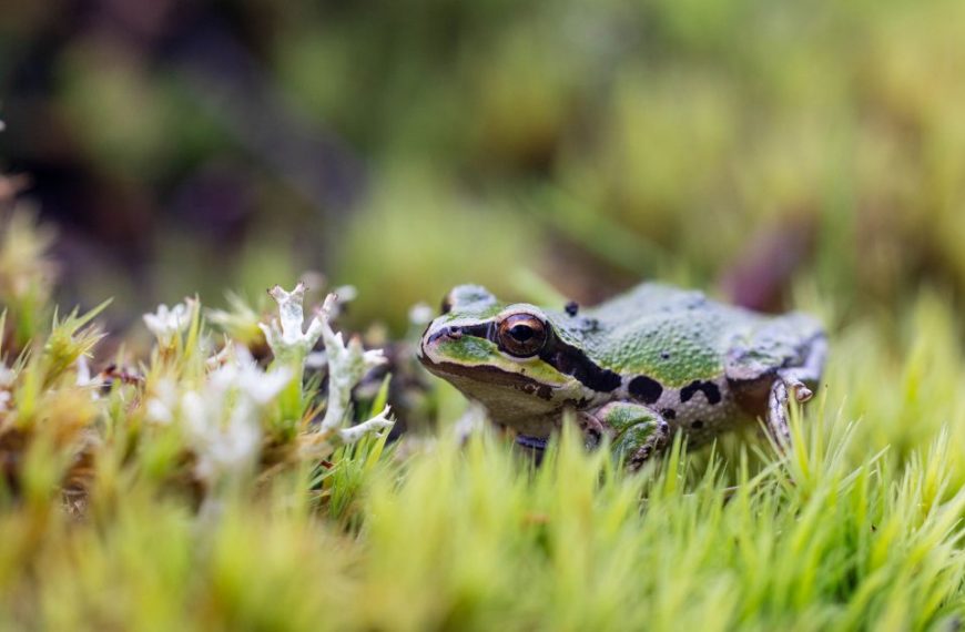 A green frog is sitting on top of some moss.