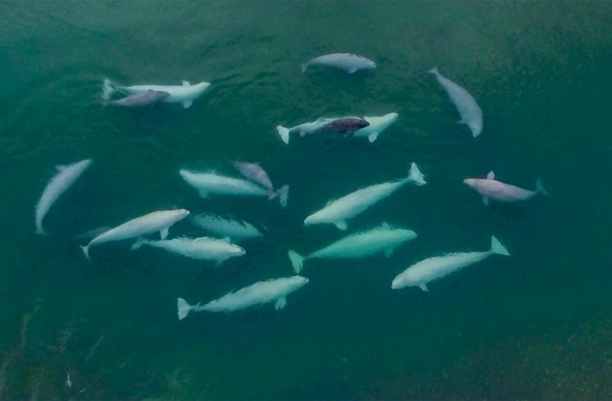 A group of dolphins swimming in the water.