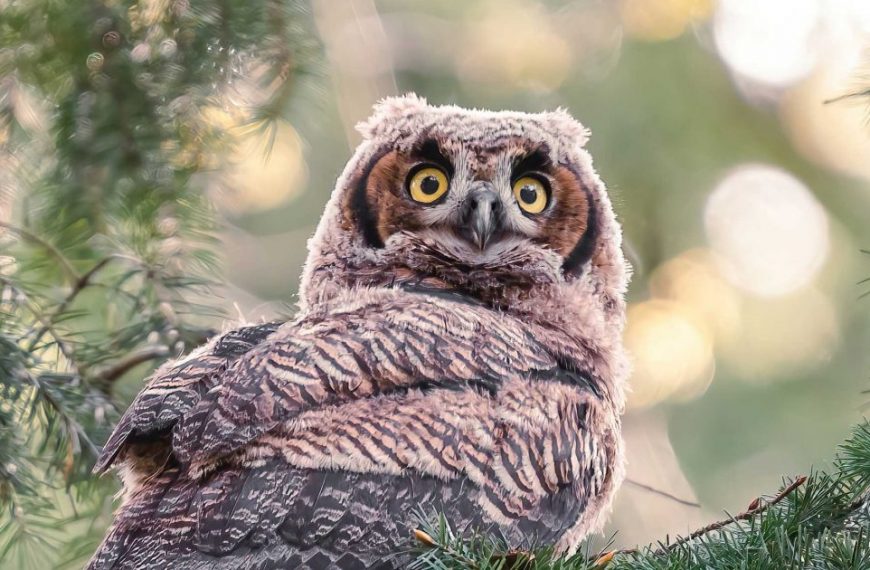 A baby owl is sitting in a pine tree.