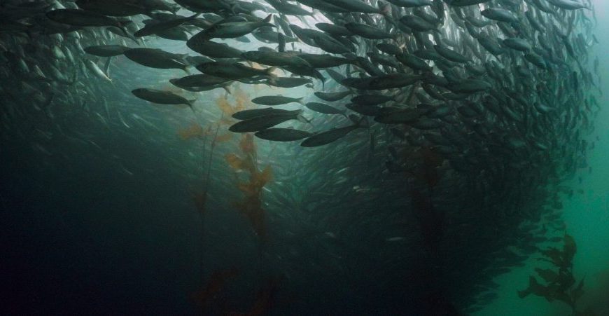 A school of fish swimming under a kelp forest.