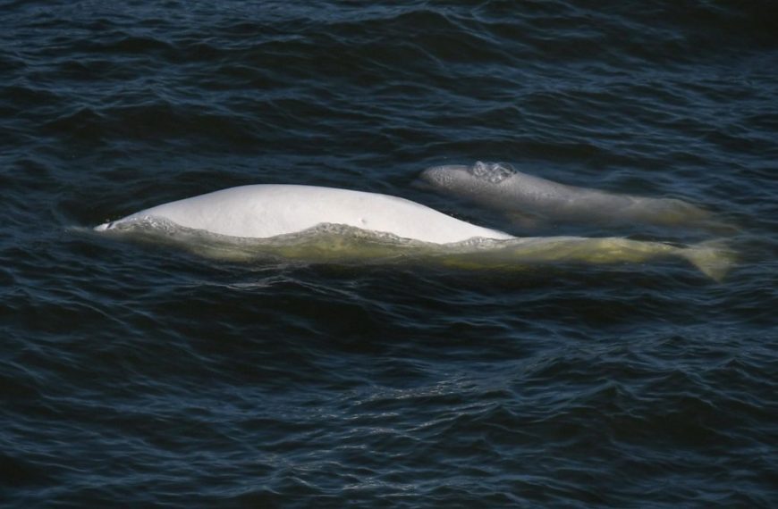 Two white whales swimming in the ocean.