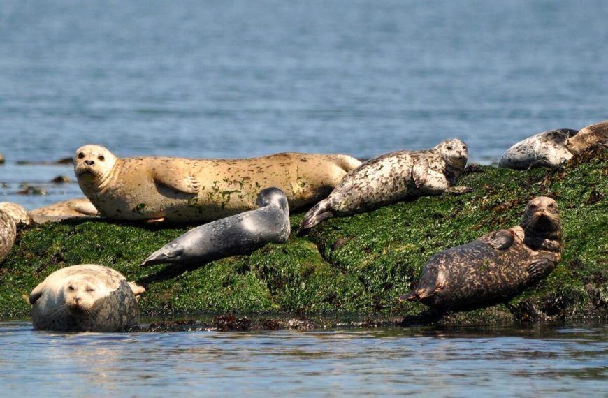 A group of seals resting on a rock in the water.