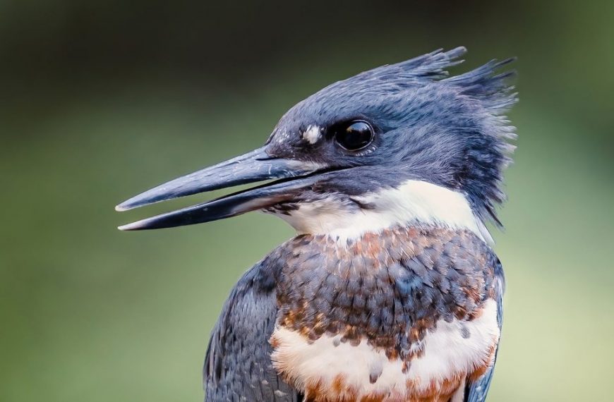 A close up of a bird with a long beak.