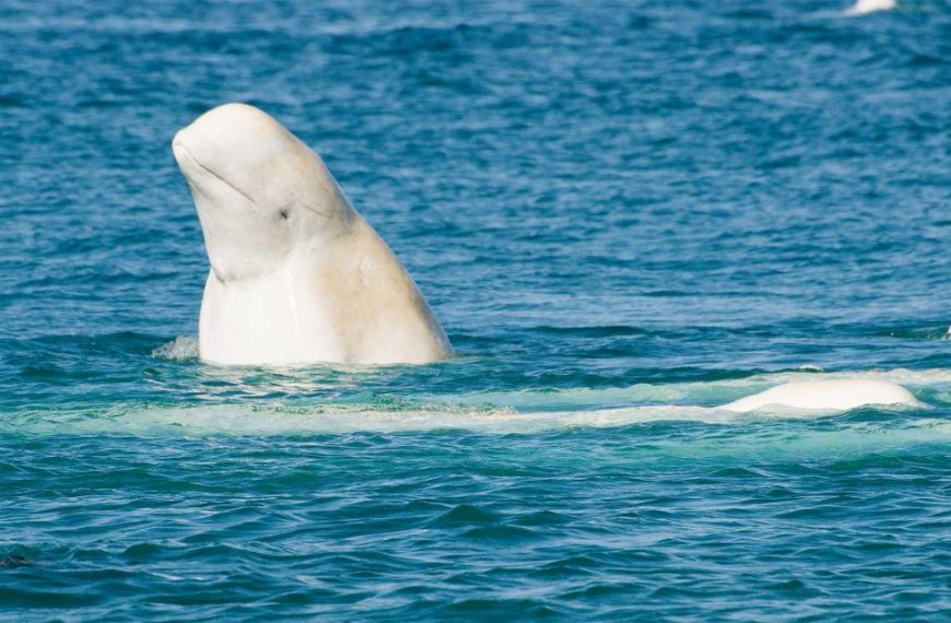 A group of white whales swimming in the ocean.
