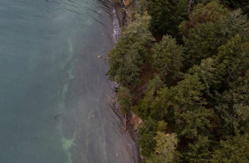 An aerial view of a body of water and trees.