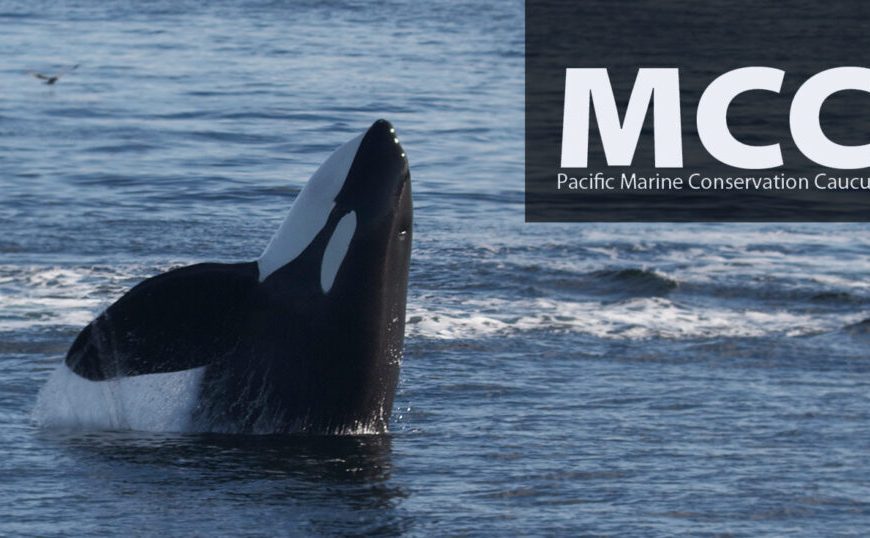 Mcc logo with an orca jumping out of the water.