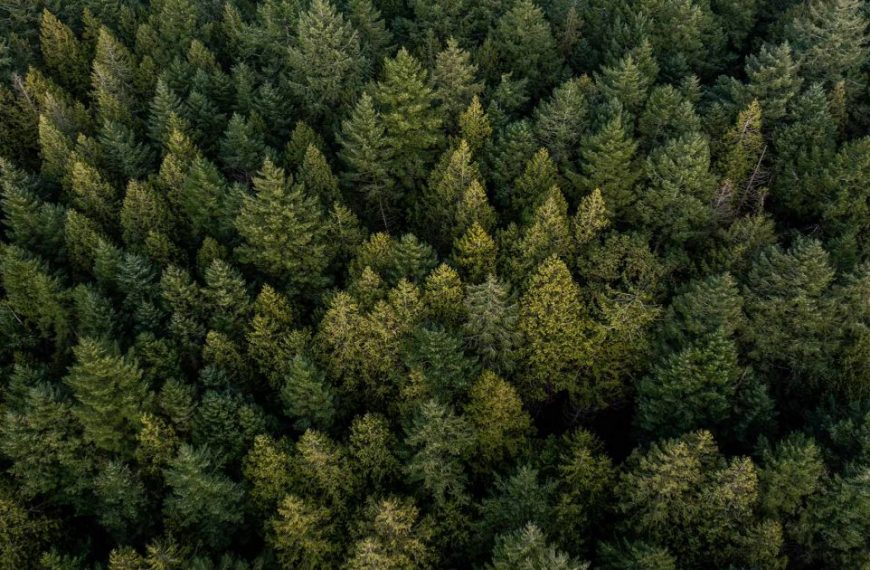 An aerial view of a forest of pine trees.