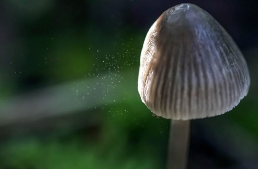 A close up of a mushroom in the forest.