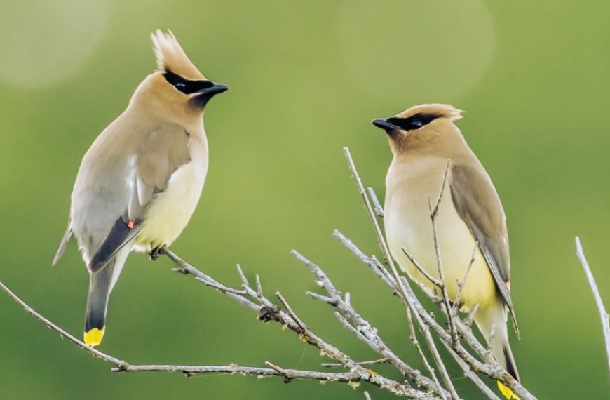 Two birds perched on a branch with a green background.