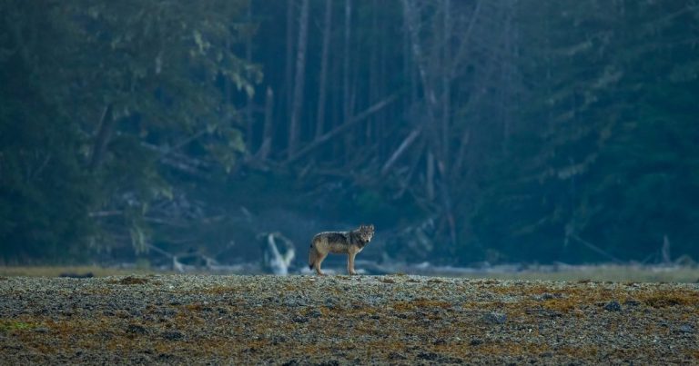 The story of Coastal Douglas-fir forests: Coexisting with carnivores