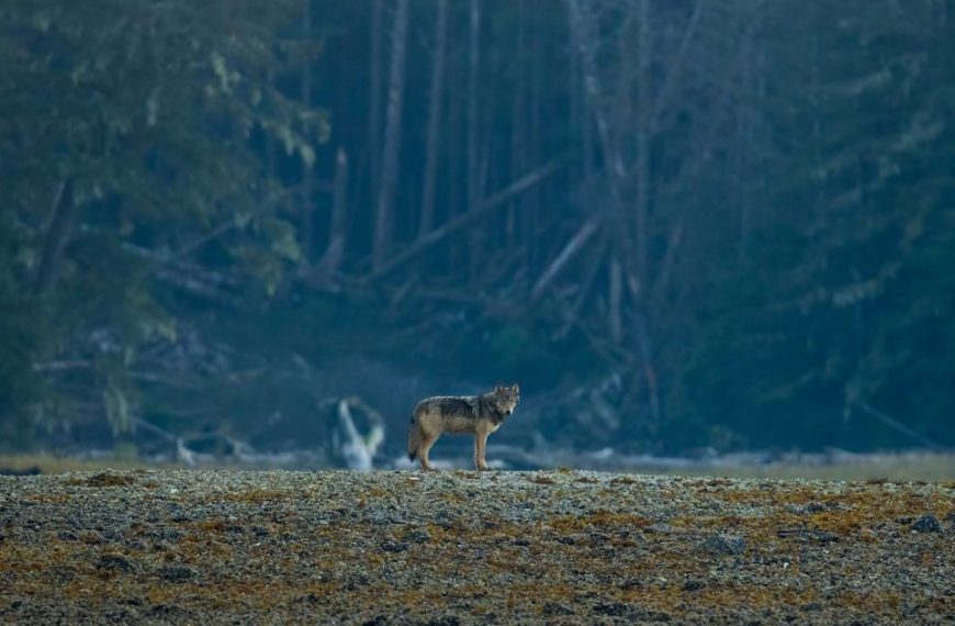 A lone wolf standing in a field near a forest.