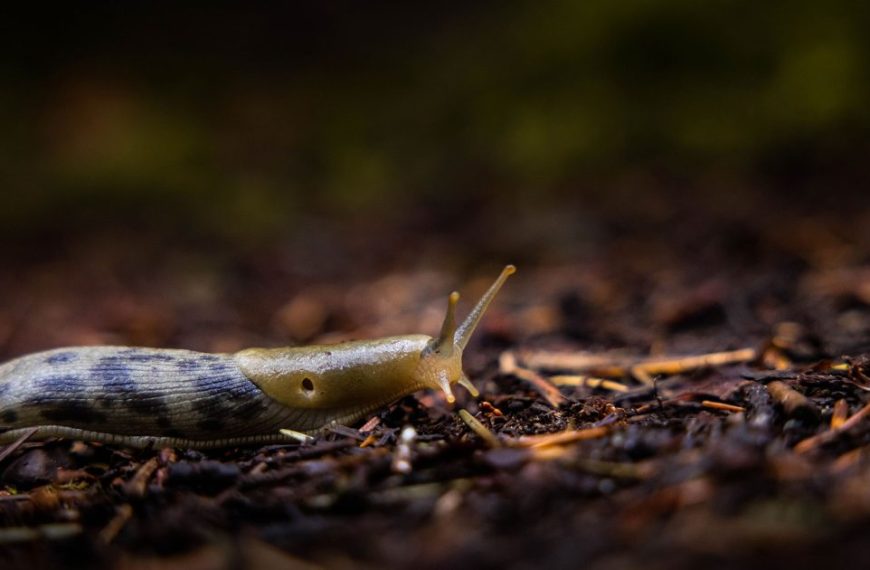A snail crawling on the ground with a dark background.