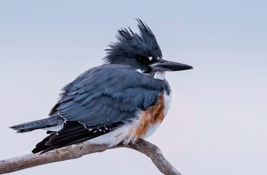 Kingfisher kingfisher kingfisher kingfisher kingfisher kingfisher kingfisher king.