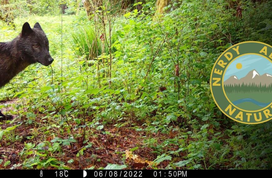 An image of a wolf walking through the woods.