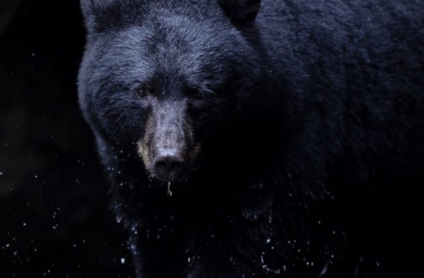 A black bear is walking through the woods.